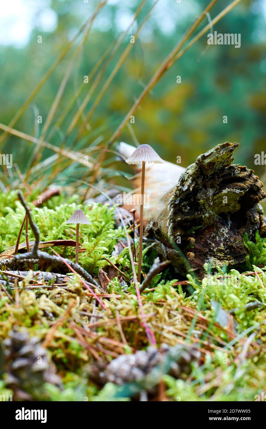 Due piccoli funghi con cappelli crescono tra muschio sul massa Foto Stock