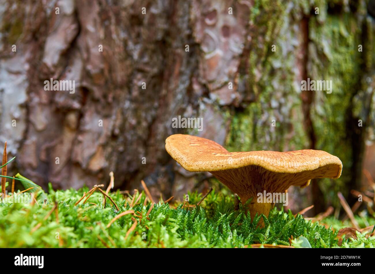 Un fungo grande con un cappello cresce sul muschio dentro parte anteriore di un tronco d'albero Foto Stock