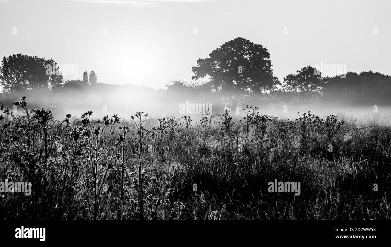 Prato bianco e nero inondato di nebbia frizzante mattutina e primi raggi di sole. Campo di pascolo con alberi, erba e cespugli in alba e nebbia. Foto Stock