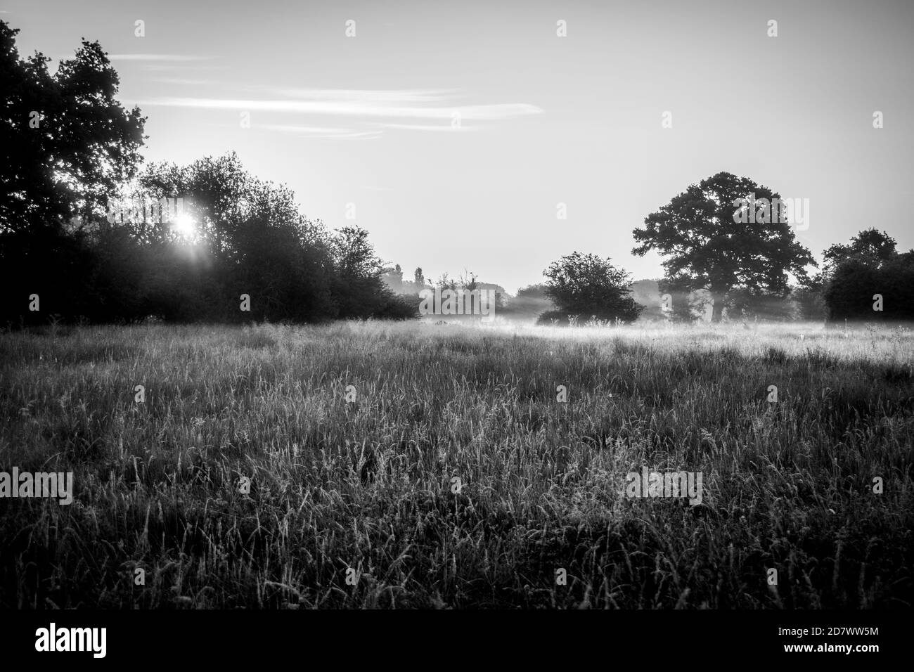 Prato bianco e nero inondato di nebbia frizzante mattutina e primi raggi di sole. Campo di pascolo con alberi, erba e cespugli in alba e nebbia. Foto Stock