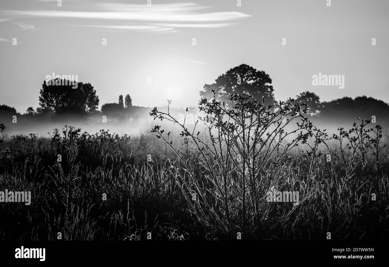 Prato bianco e nero inondato di nebbia frizzante mattutina e primi raggi di sole. Campo di pascolo con alberi, erba e cespugli in alba e nebbia. Foto Stock