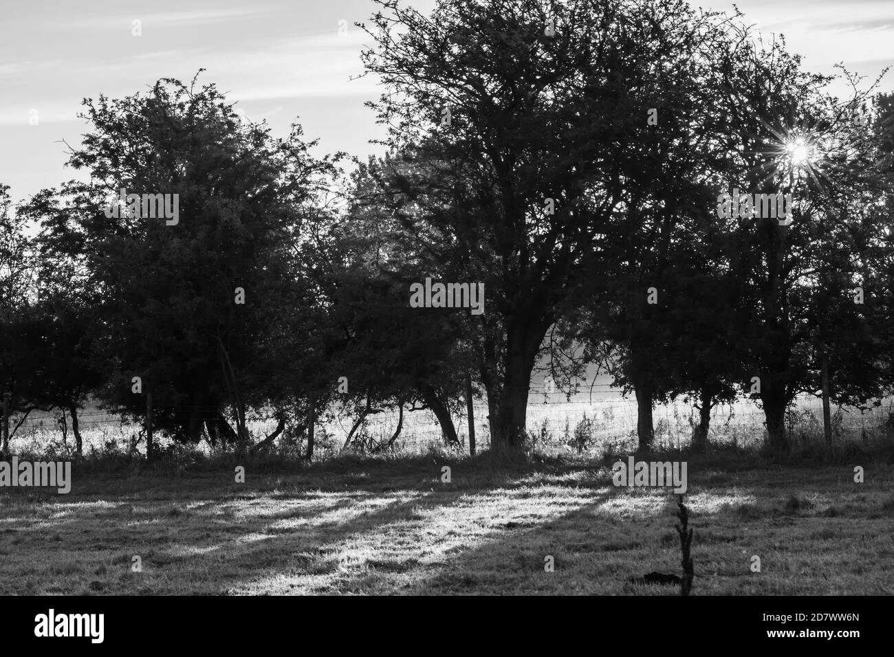 Prato bianco e nero inondato di nebbia frizzante mattutina e primi raggi di sole. Campo di pascolo con alberi, erba e cespugli in alba e nebbia. Foto Stock