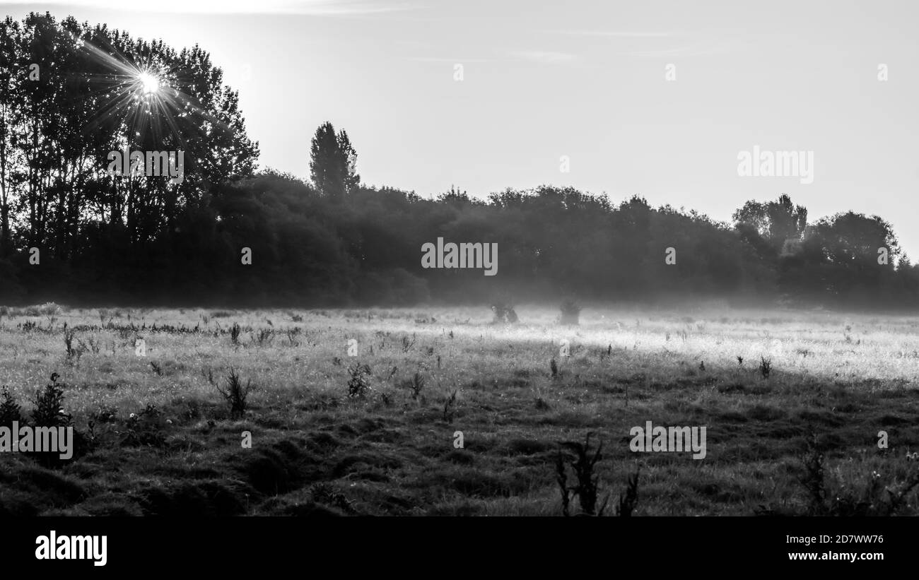 Prato bianco e nero inondato di nebbia frizzante mattutina e primi raggi di sole. Campo di pascolo con alberi, erba e cespugli in alba e nebbia. Foto Stock