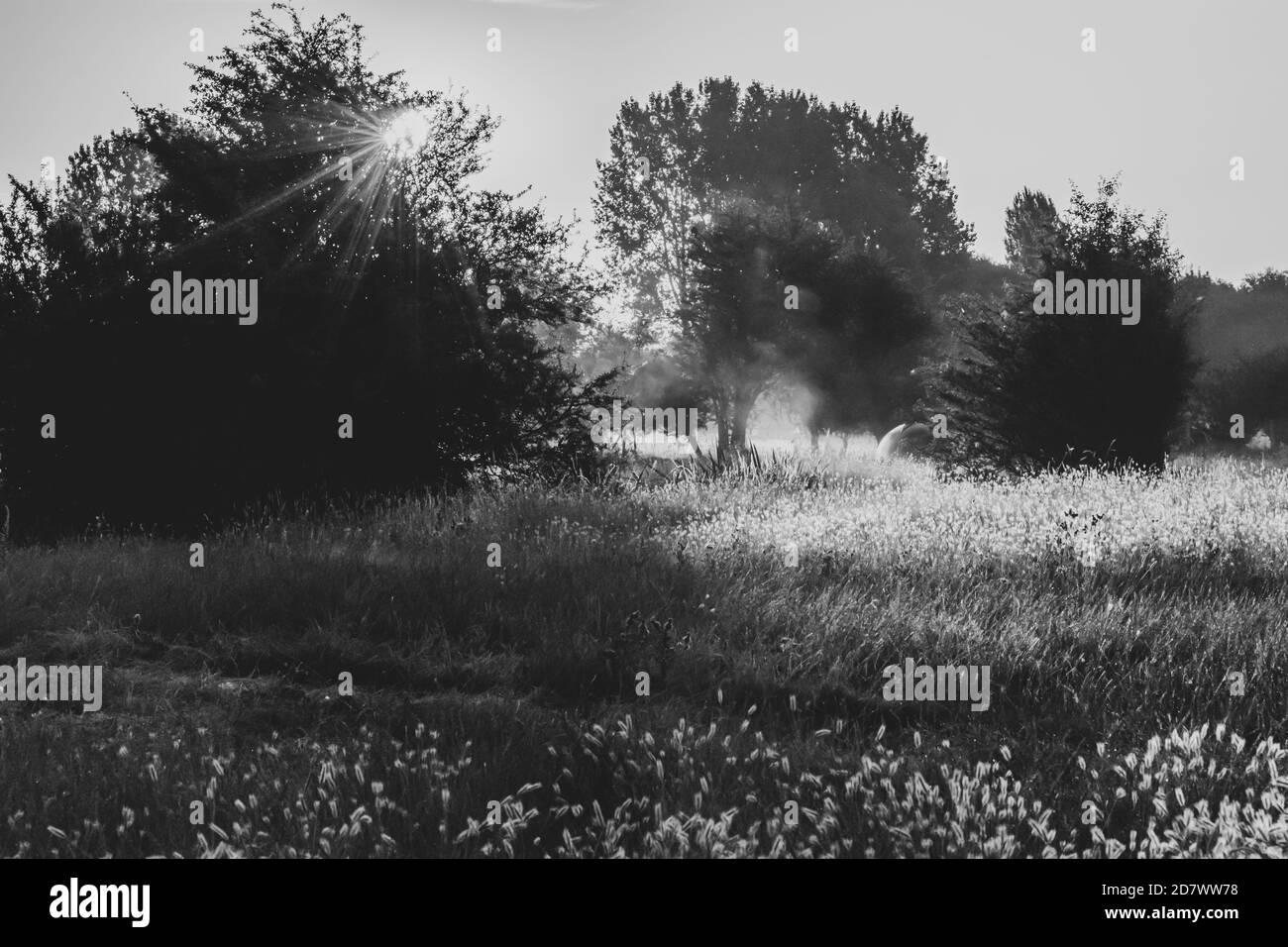 Prato allagato con nebbia frizzante del mattino e primi raggi di sole. Campo di pascolo con alberi, erba e cespugli in alba e nebbia. Colori caldi del freddo Foto Stock