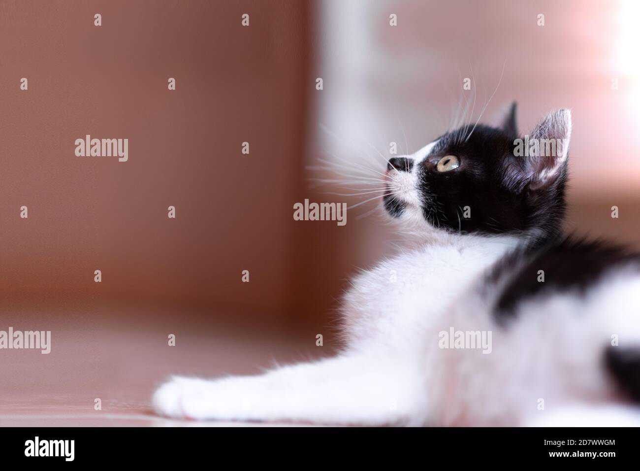 profilo di un piccolo gattino bianco e nero su cui giace il pavimento Foto Stock