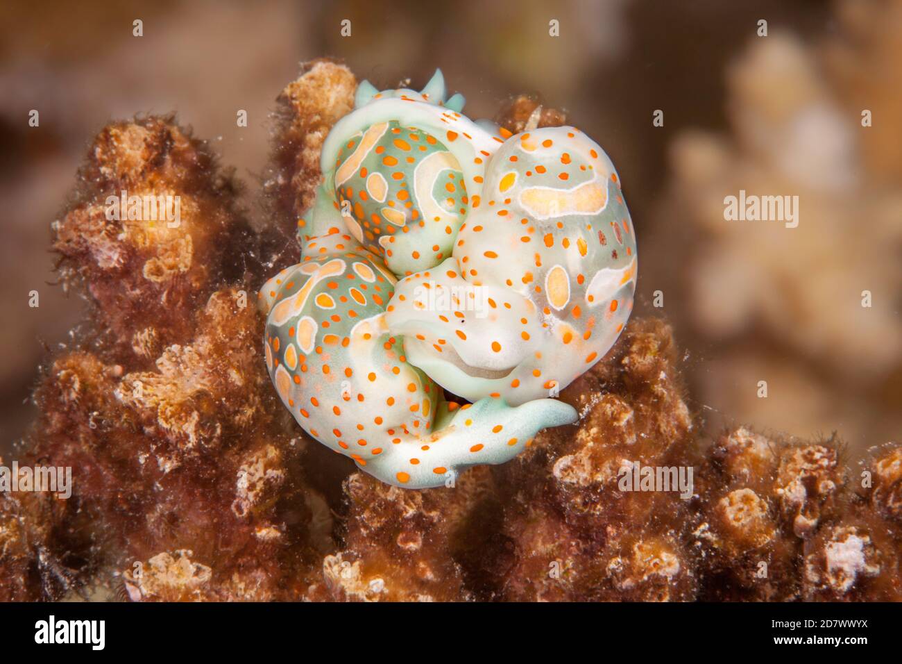Tre lumache di bolla di cibola, Haminoea cymbalum, si sono riunite insieme in una palla su una barriera corallina nelle Figi. La lumaca della bolla del cymbal, è una specie di lumaca di mare Foto Stock