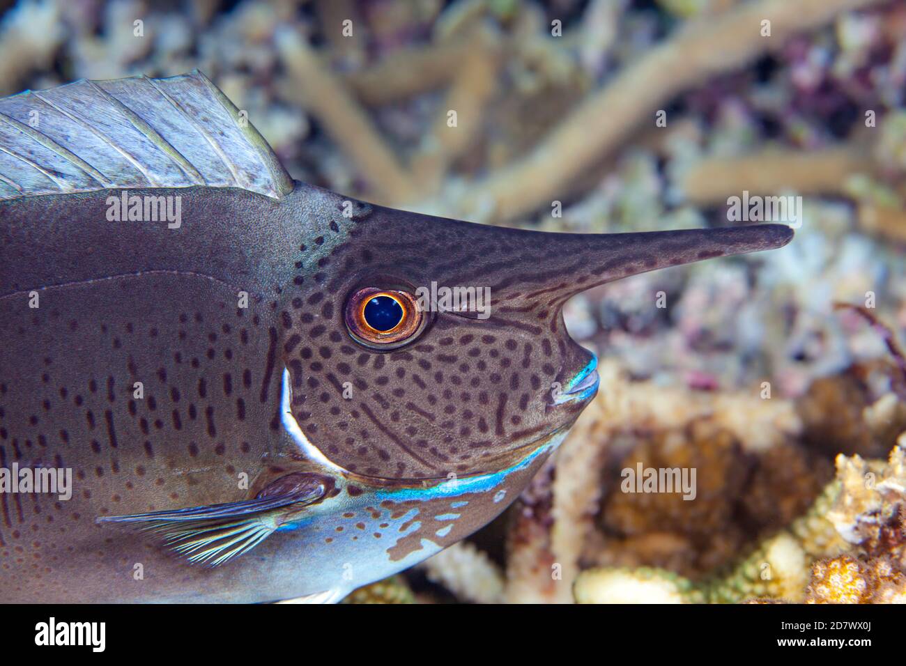 Questo è un subadault paletail unicornfish, naso brevirostris. itÕs Corno continuerà a crescere man mano che si invecchia. Foto Stock