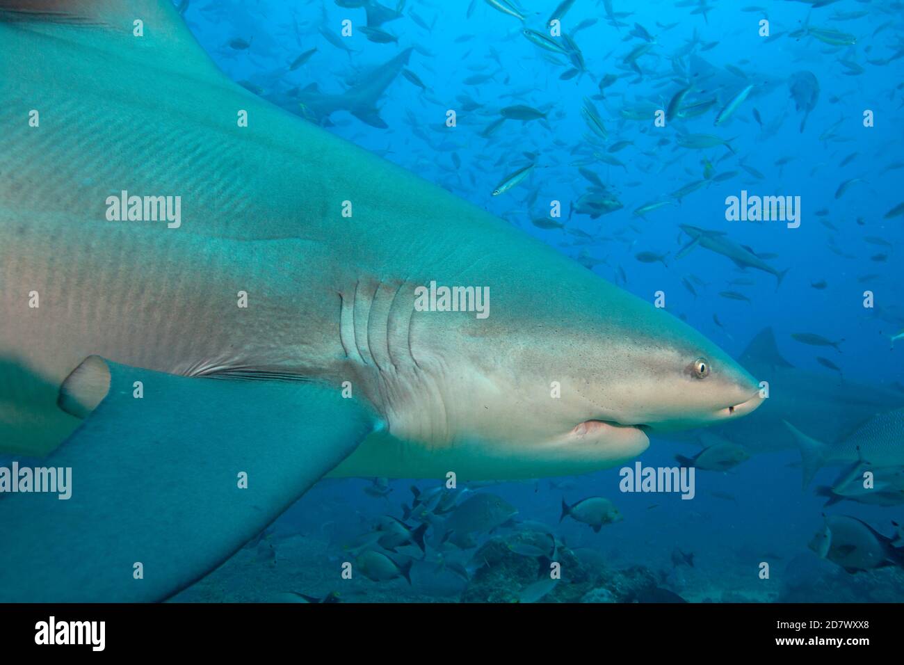 Un'occhiata da vicino all'estremità anteriore di uno squalo toro, Carcharhinus leucas, Besterno Lagoon, viti Levu, Figi. Questa specie è conosciuta per la sua capacità di sopravvivere io Foto Stock