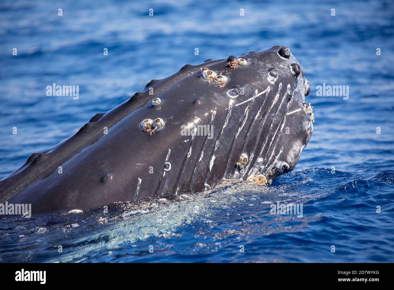 I barnacoli di Acorn, la Coronula diaderma e i barnacoli del collo dell'oca, Conchorderma auritum, attaccati al mento di una megattere, Megaptera novaeangliae, Foto Stock