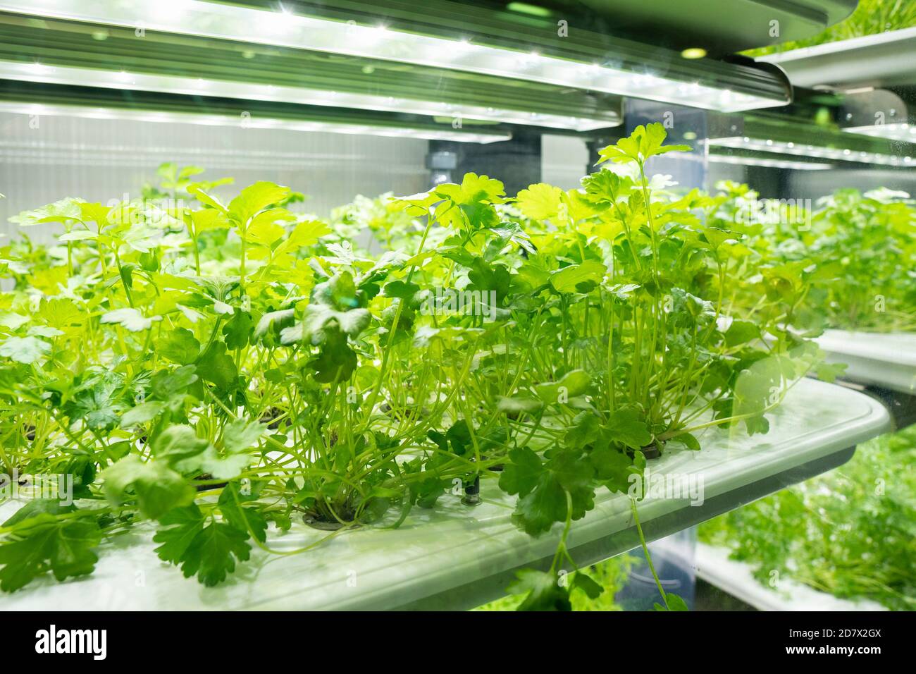 Supermercato pianta fila crescere con LED luce indoor tecnologia artificiale Foto Stock