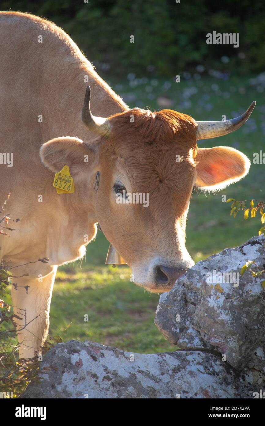 Collare da portare della mucca da latte immagini e fotografie stock ad ...