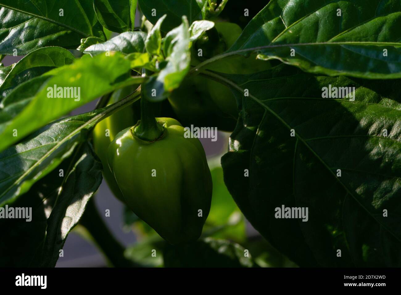 Primo piano di un peperoncino habanero verde ancora sul lussureggiante pianta verde Foto Stock