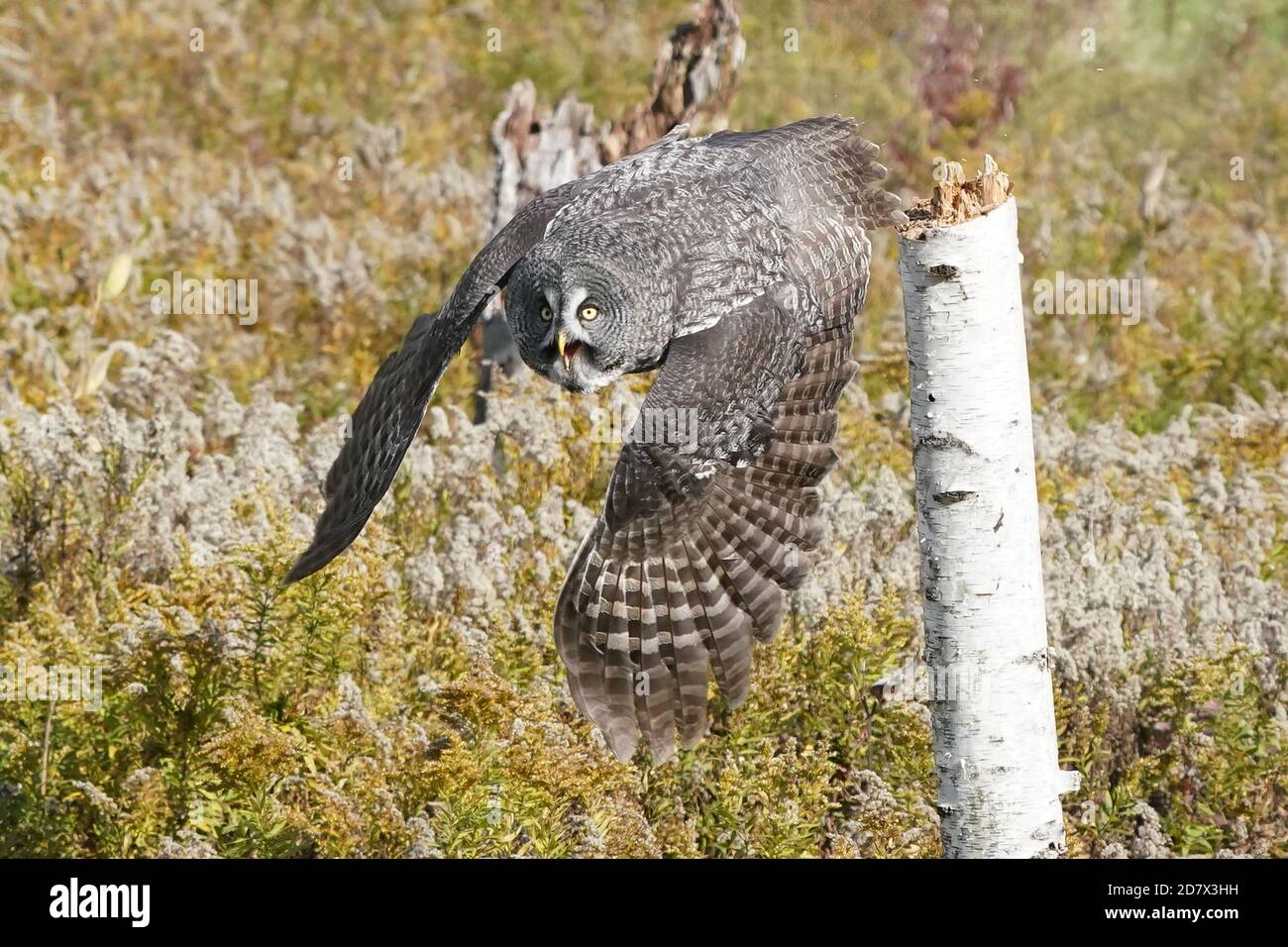 Great Grey Owl in volo e atterrato sul persico Foto Stock