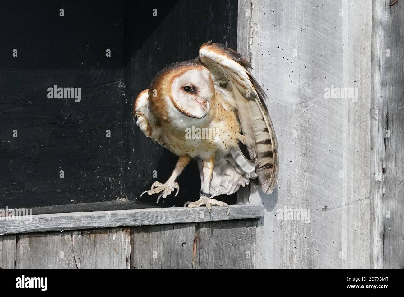 Fienile Owl perching e volare Foto Stock