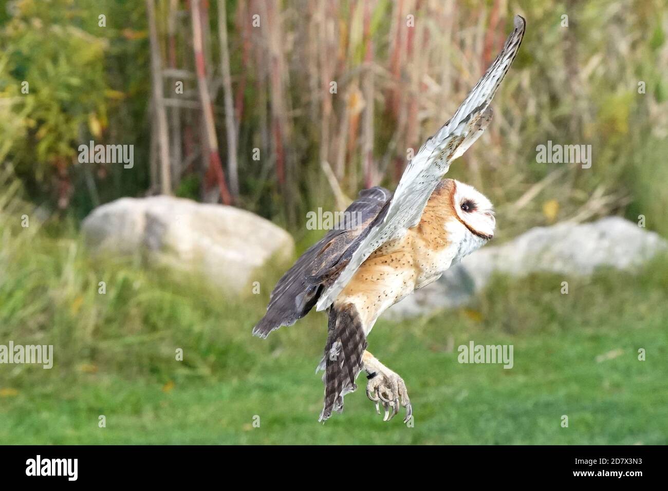 Fienile Owl perching e volare Foto Stock