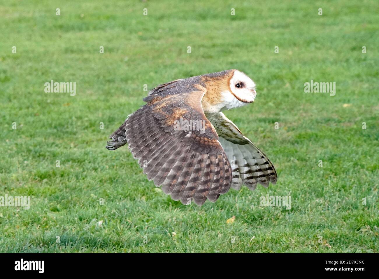 Fienile Owl perching e volare Foto Stock