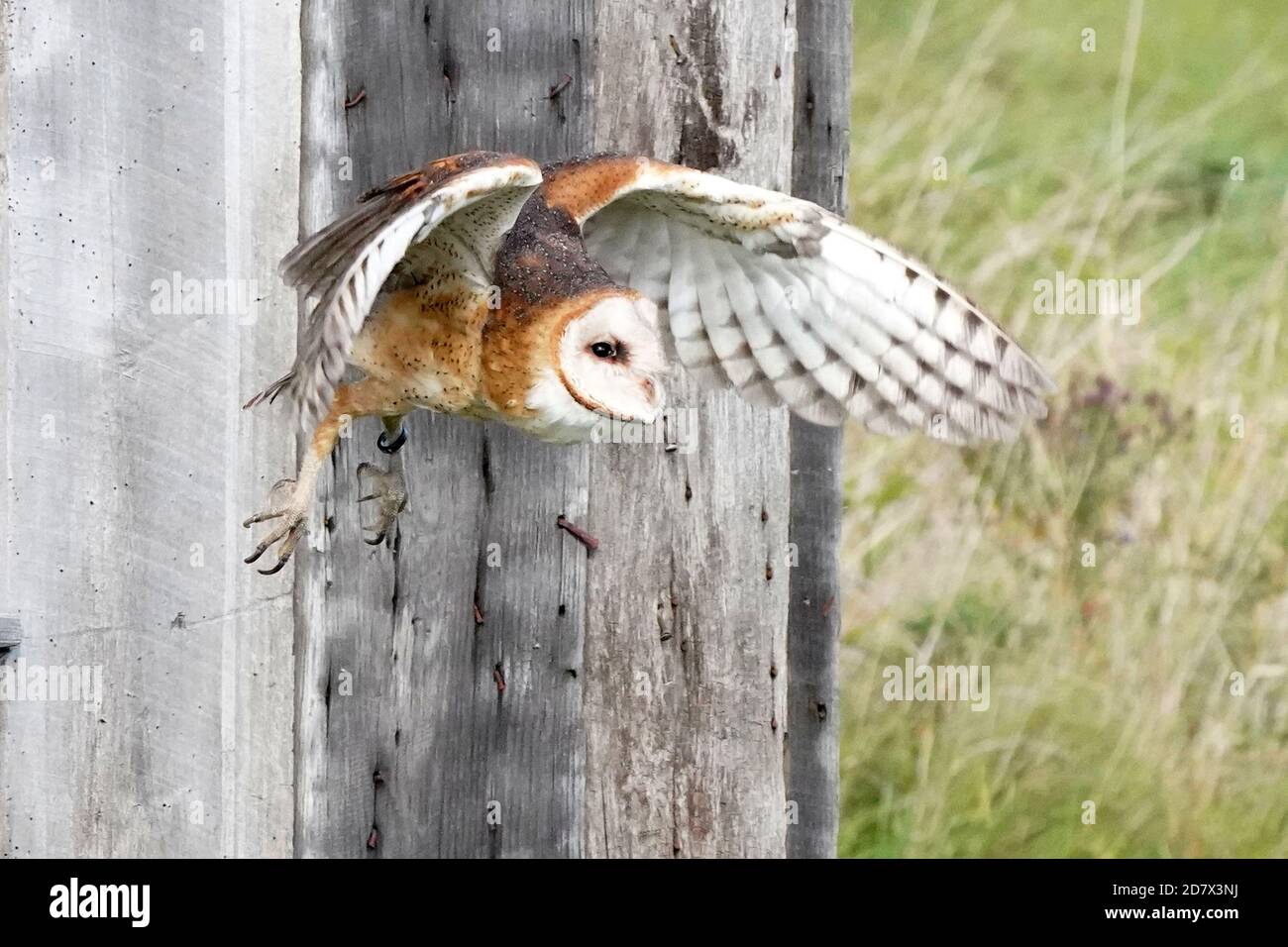 Fienile Owl perching e volare Foto Stock