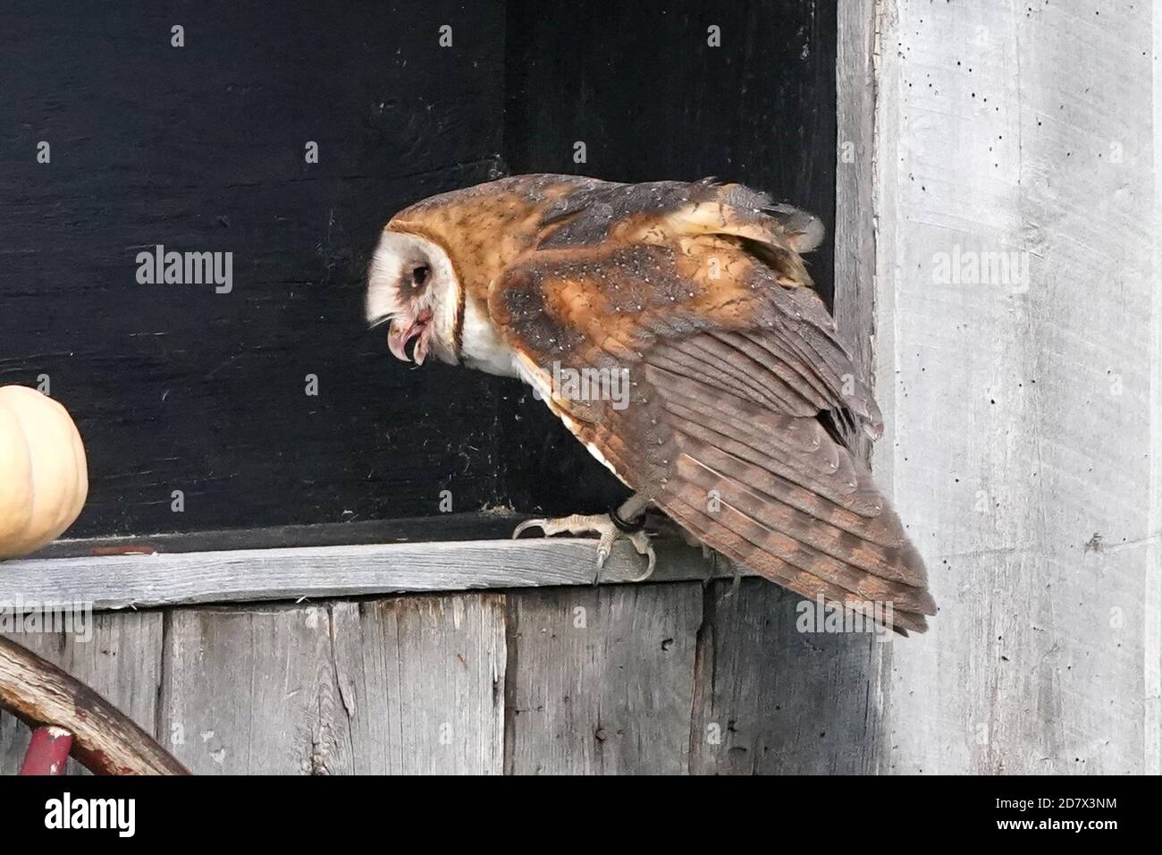 Fienile Owl perching e volare Foto Stock