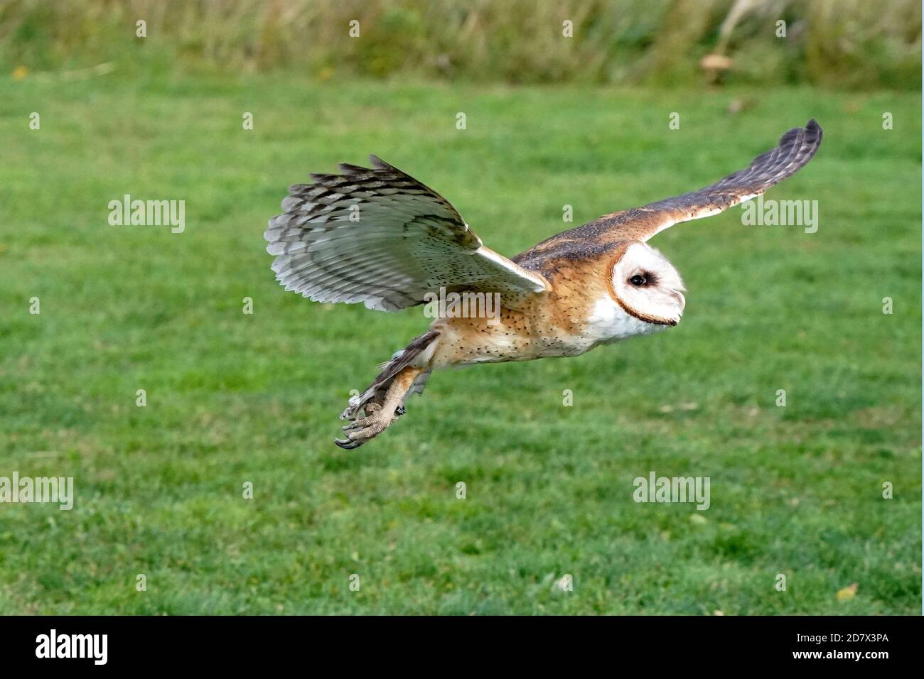Fienile Owl perching e volare Foto Stock