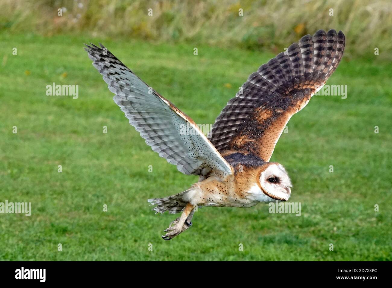 Fienile Owl perching e volare Foto Stock