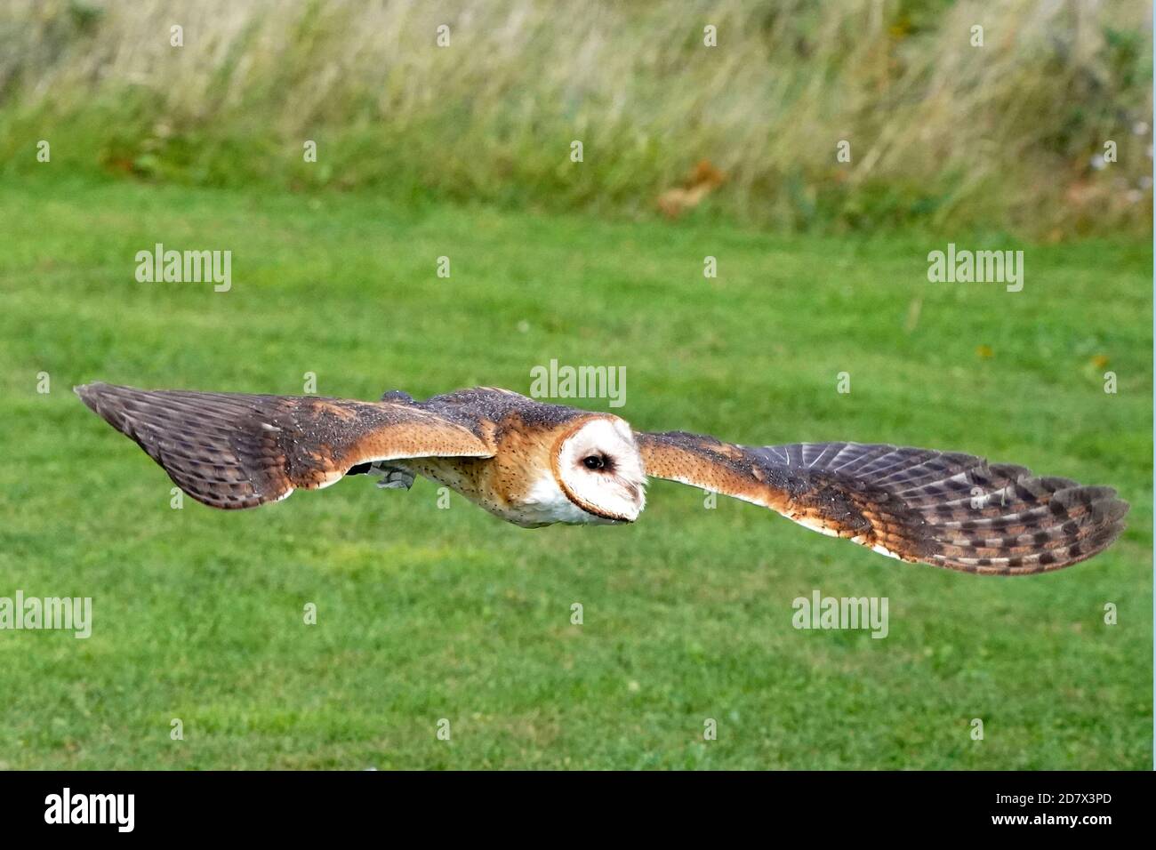 Fienile Owl perching e volare Foto Stock