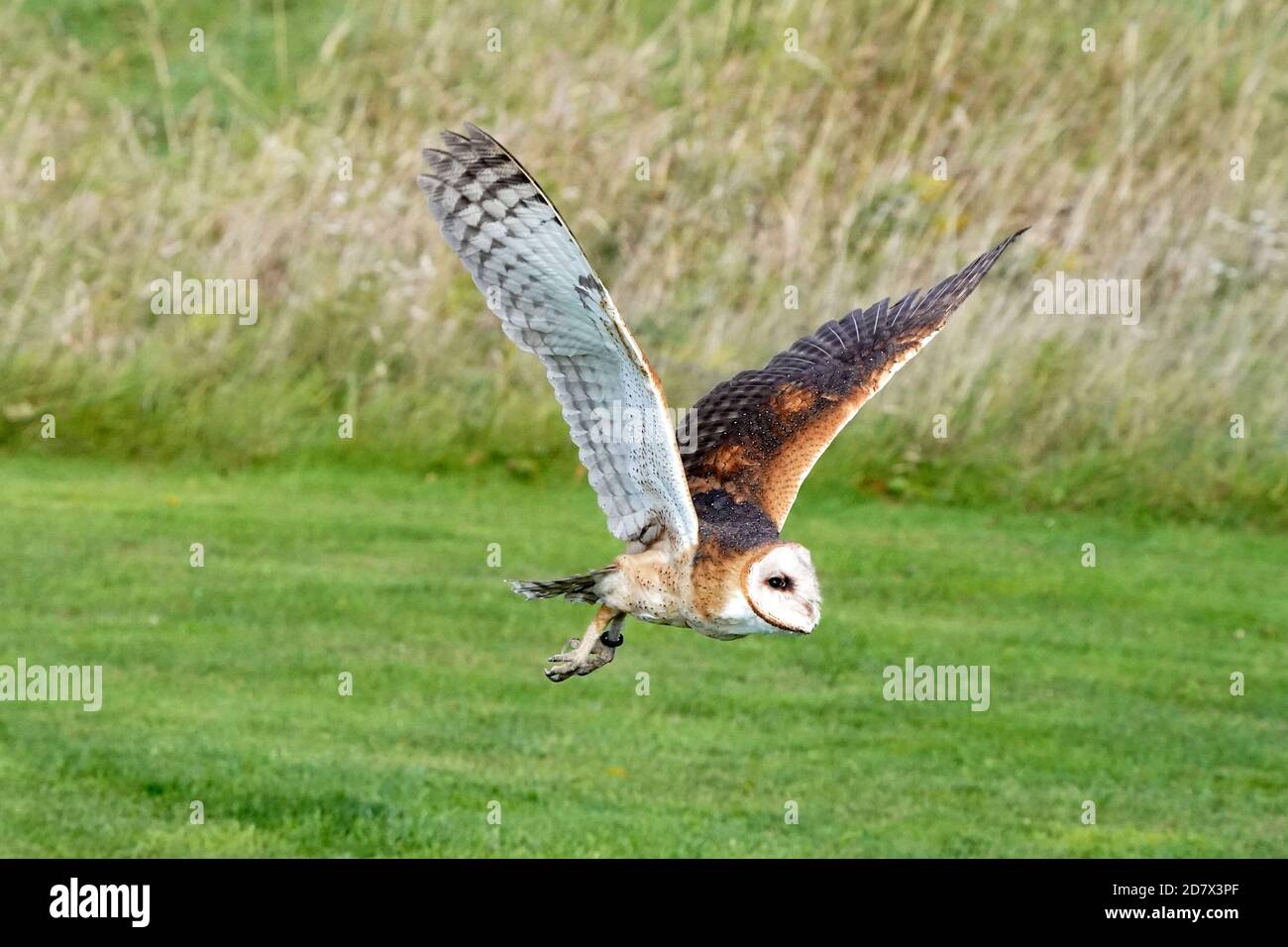 Fienile Owl perching e volare Foto Stock