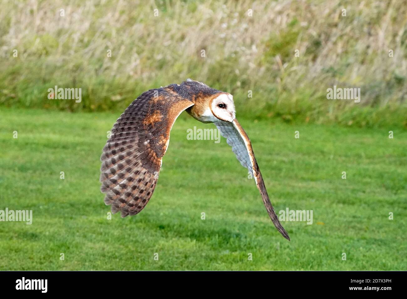 Fienile Owl perching e volare Foto Stock