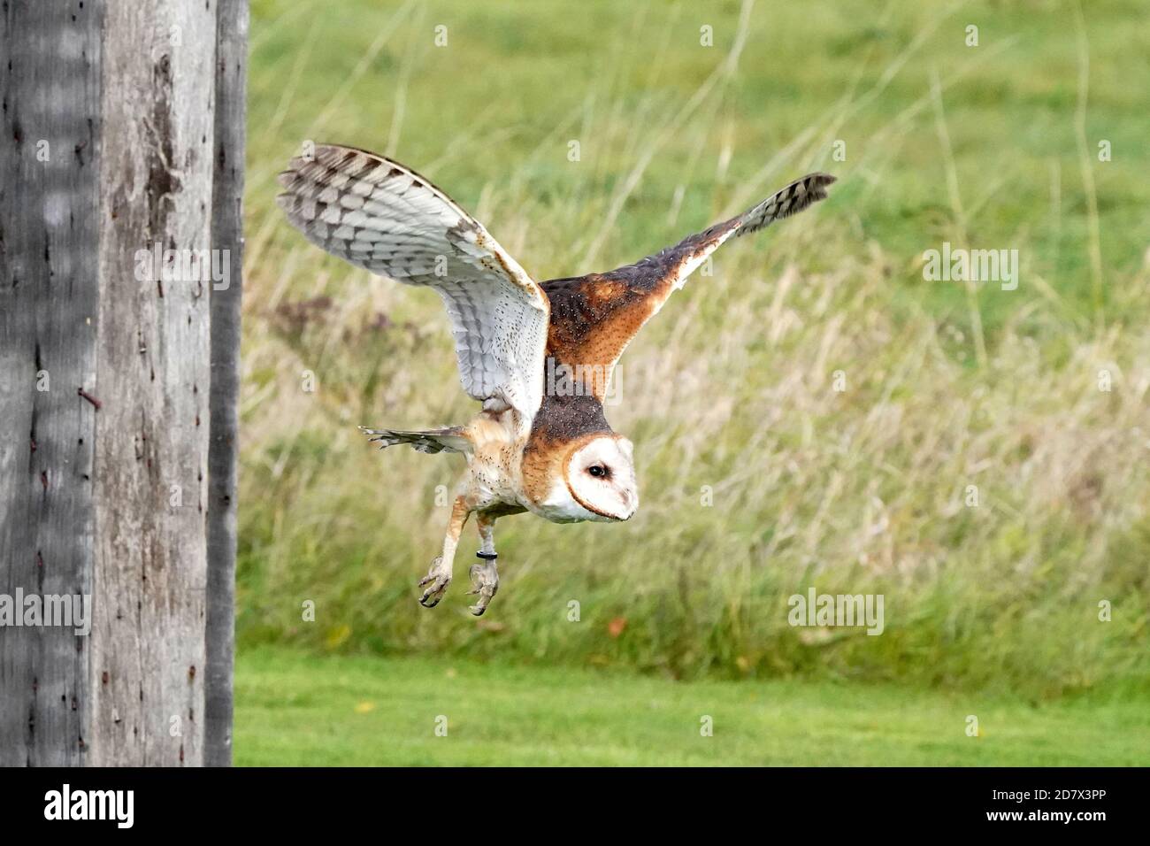 Fienile Owl perching e volare Foto Stock