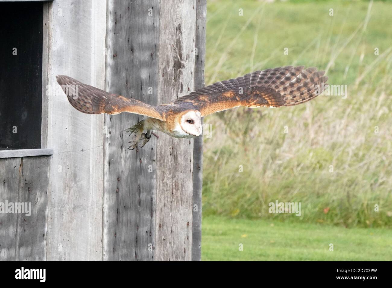 Fienile Owl perching e volare Foto Stock