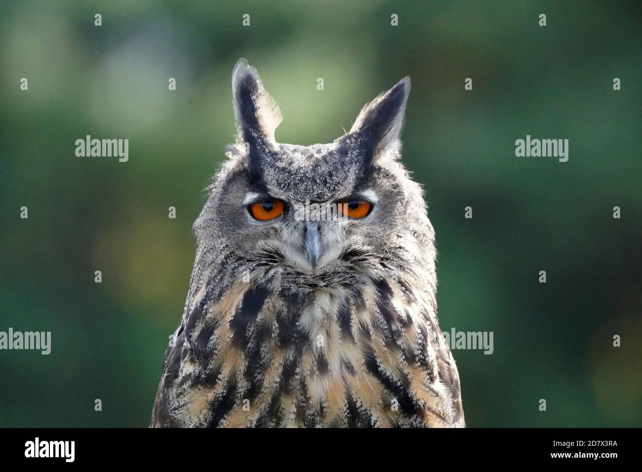 Gufo di falco eurasiatico seduto e flapping Foto Stock