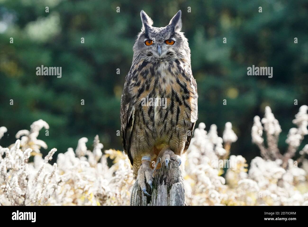 Gufo di falco eurasiatico seduto e flapping Foto Stock
