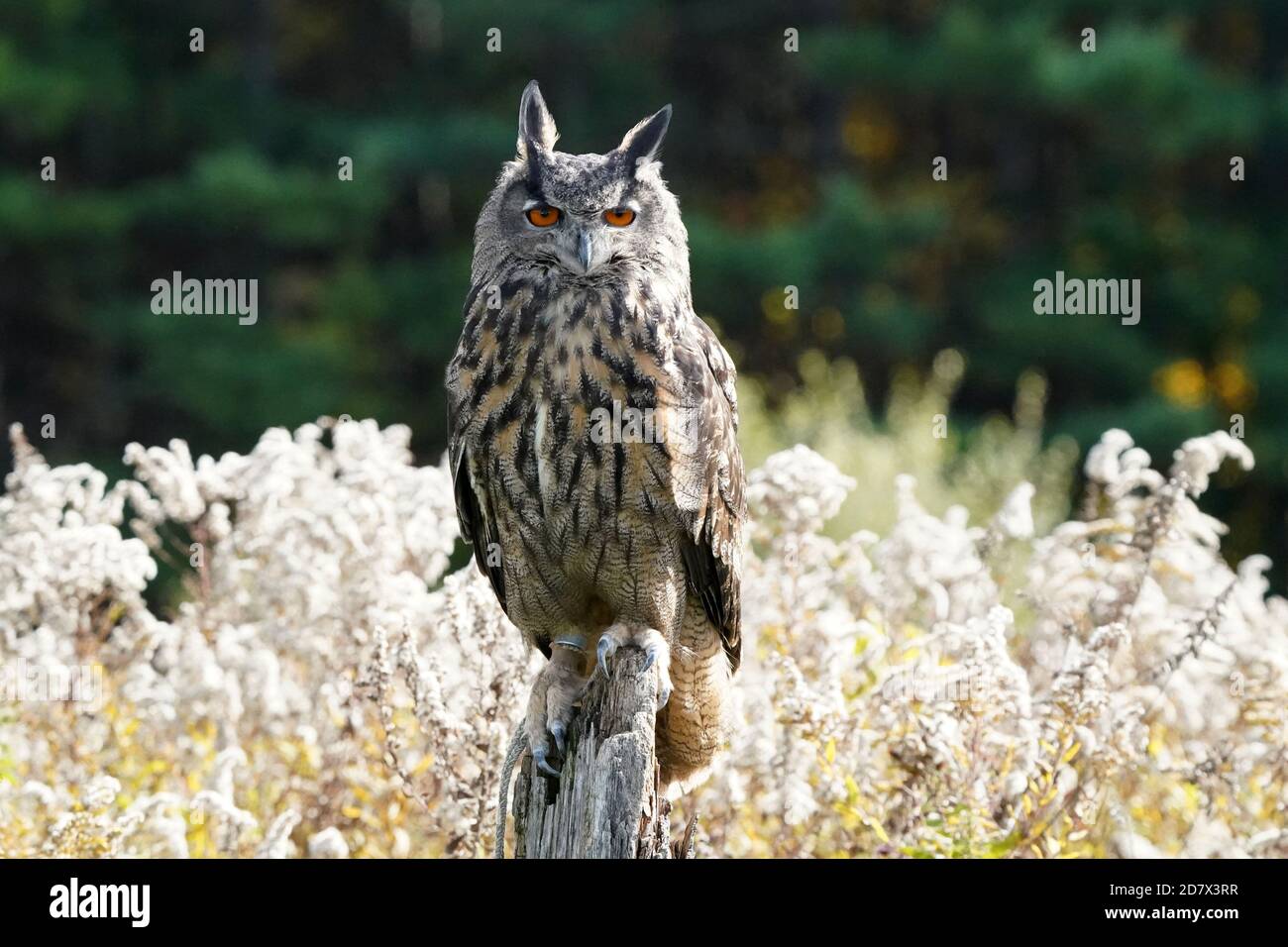Gufo di falco eurasiatico seduto e flapping Foto Stock