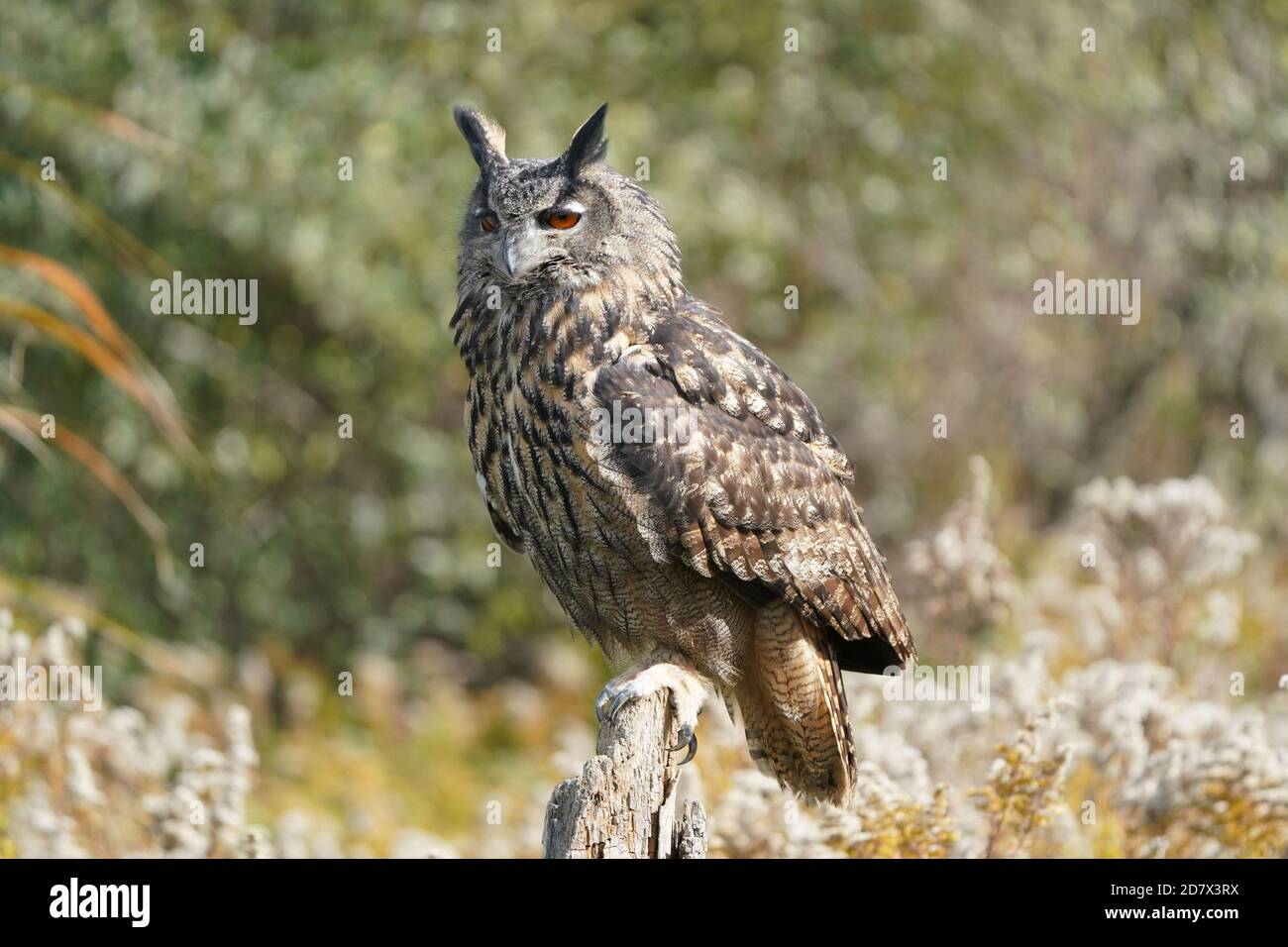 Gufo di falco eurasiatico seduto e flapping Foto Stock