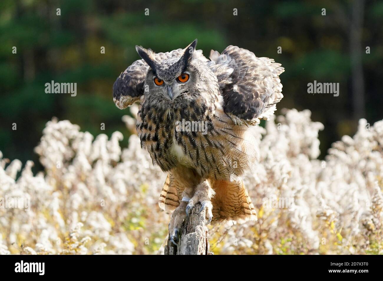 Gufo di falco eurasiatico seduto e flapping Foto Stock