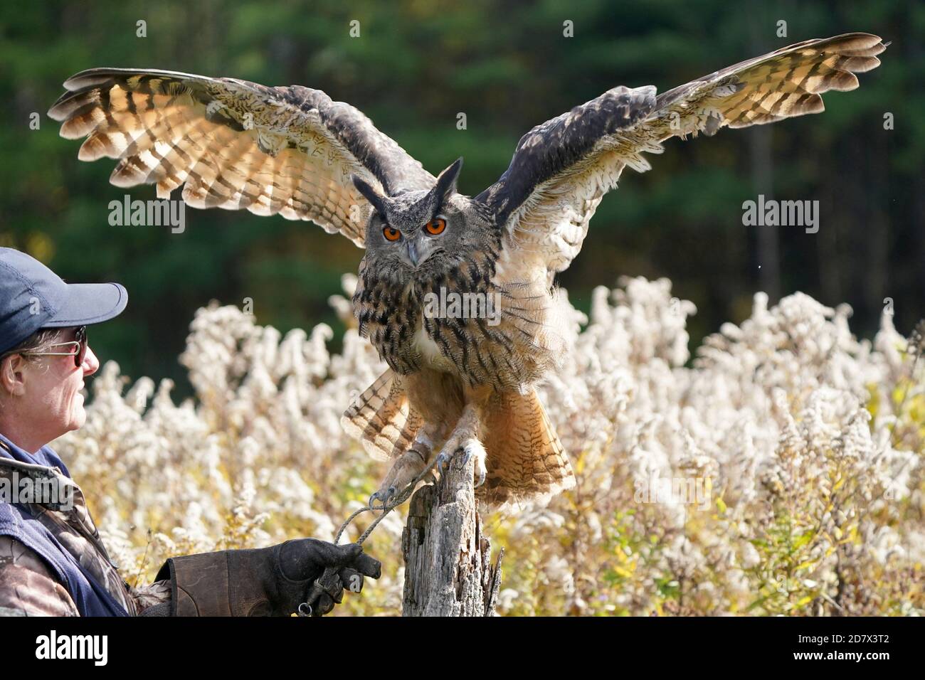 Gufo di falco eurasiatico seduto e flapping Foto Stock