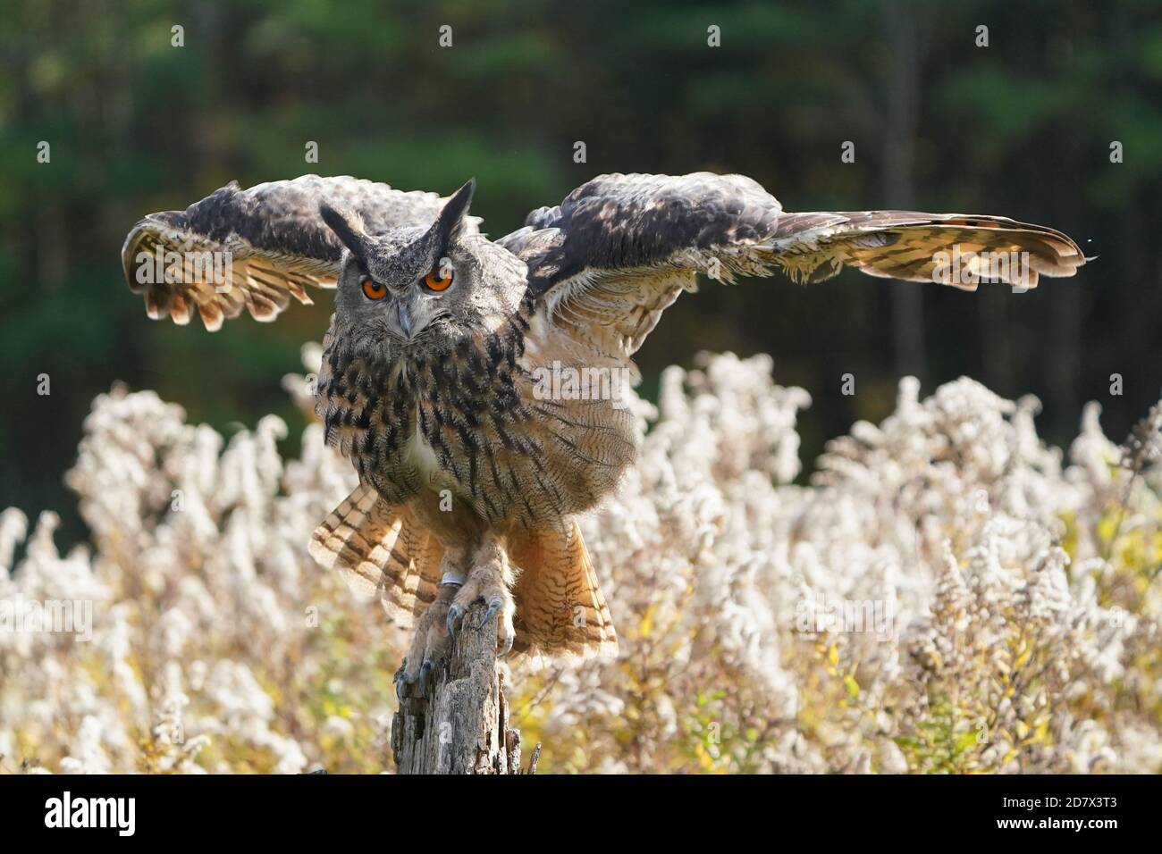 Gufo di falco eurasiatico seduto e flapping Foto Stock