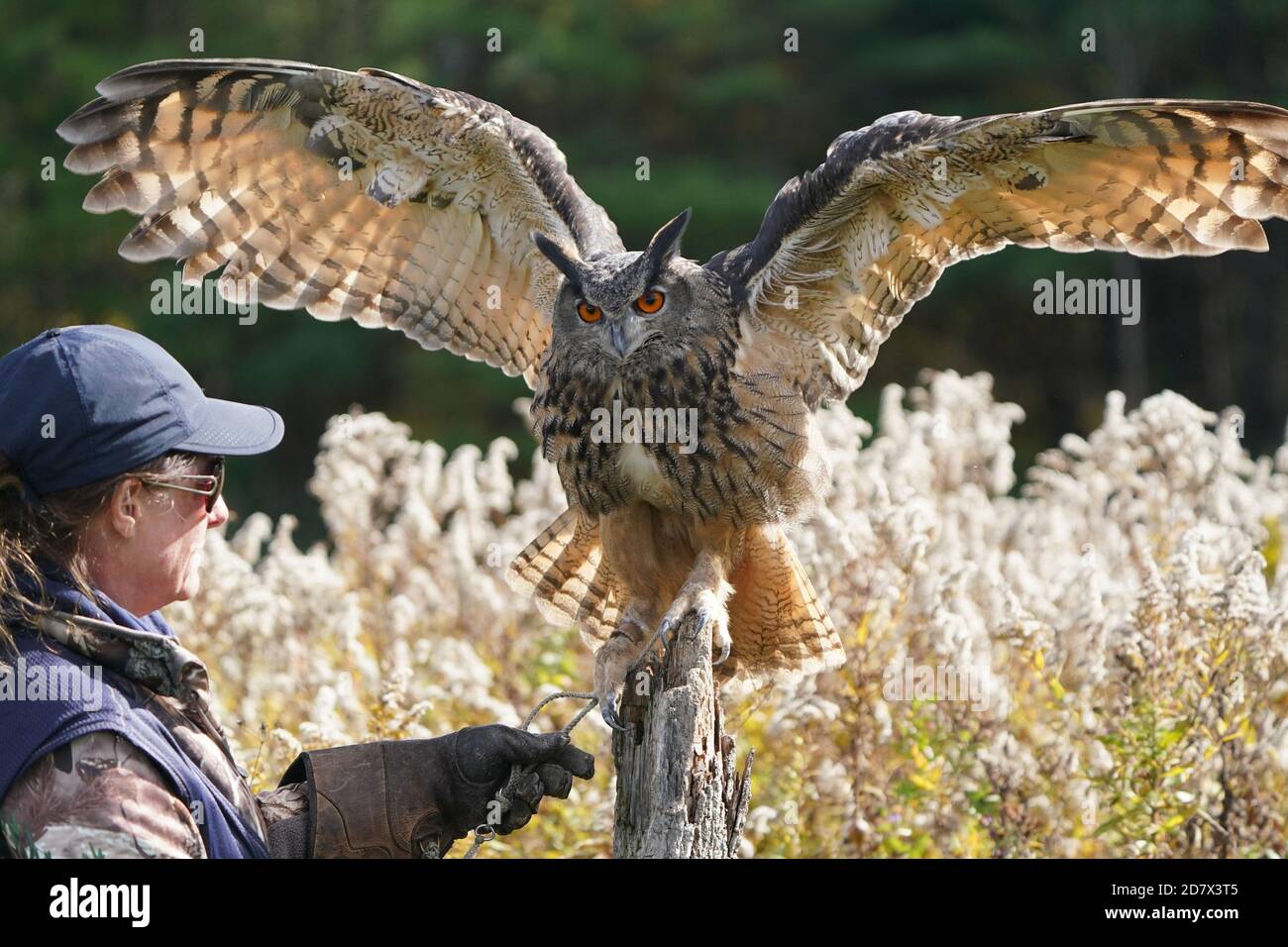 Gufo di falco eurasiatico seduto e flapping Foto Stock