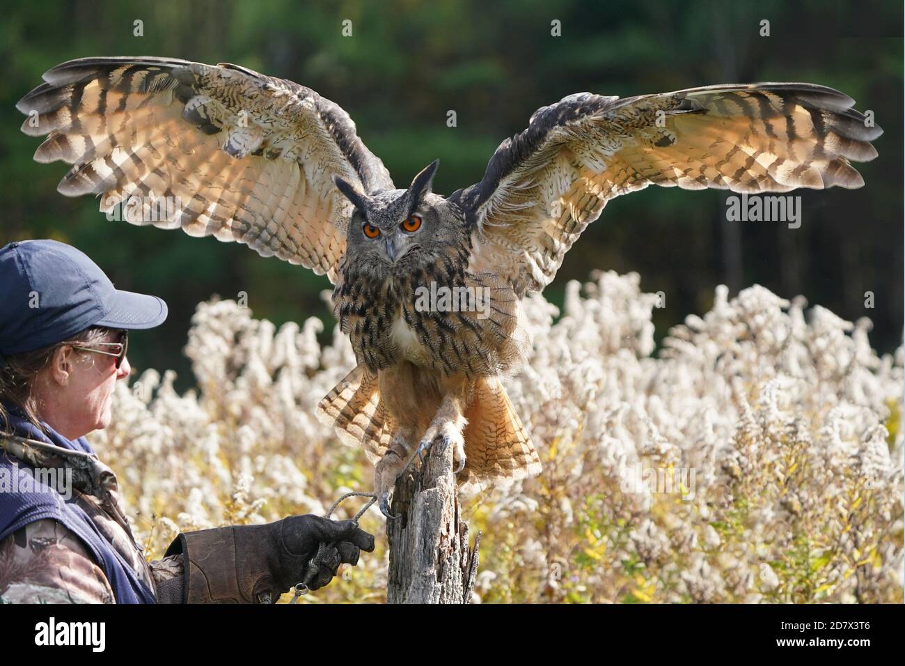Gufo di falco eurasiatico seduto e flapping Foto Stock