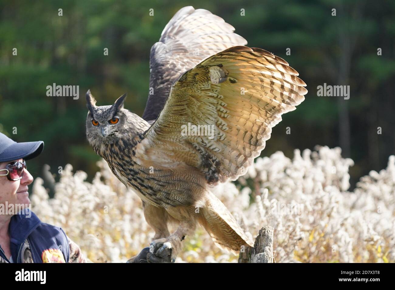 Gufo di falco eurasiatico seduto e flapping Foto Stock