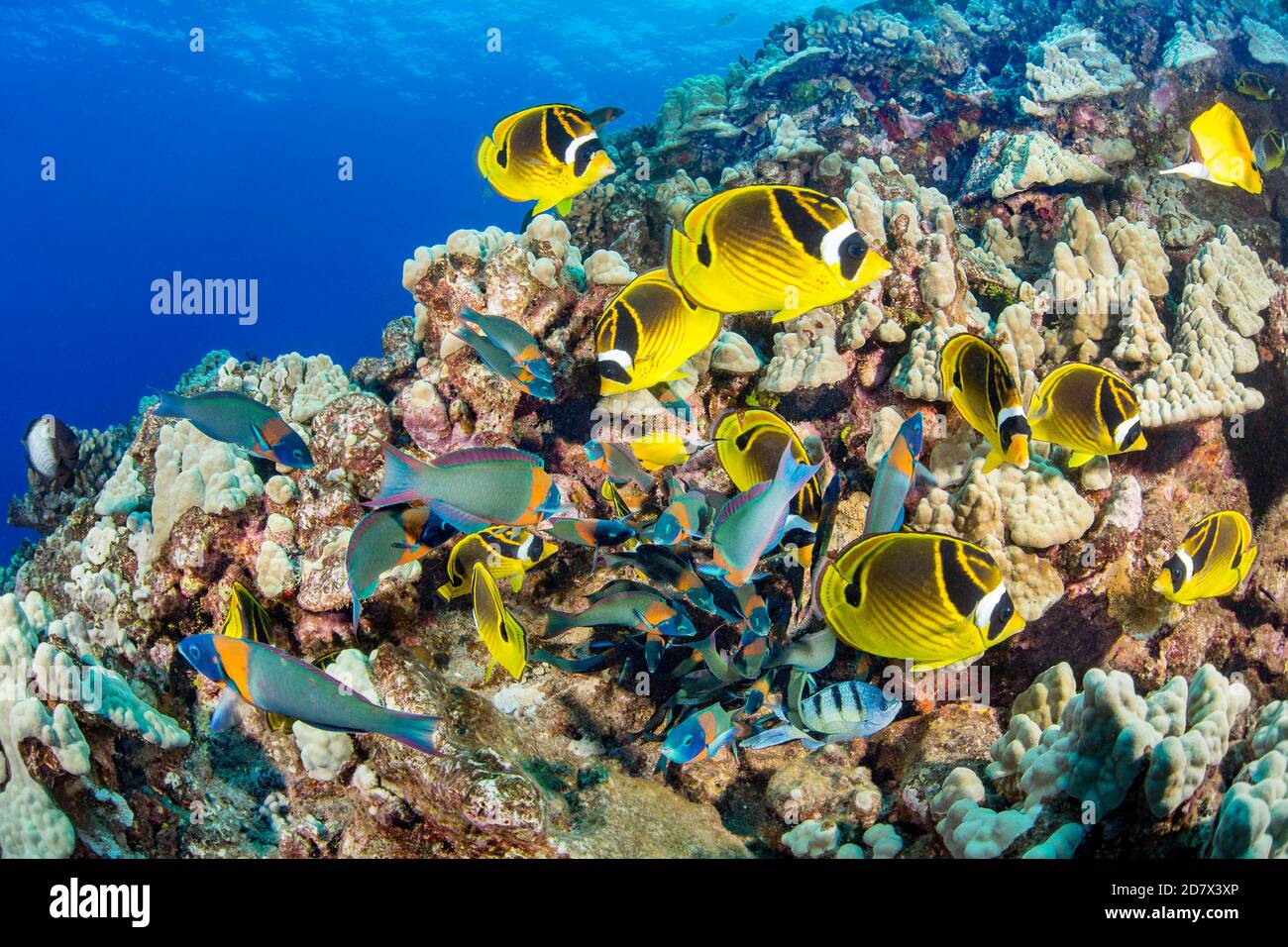 Il saddle wrasse, Thalassoma duperrey, sono endemici e il più comune di questa famiglia in Hawaii. Scuola di raccoon butterflyfish, Chaetodon lunula, o Foto Stock