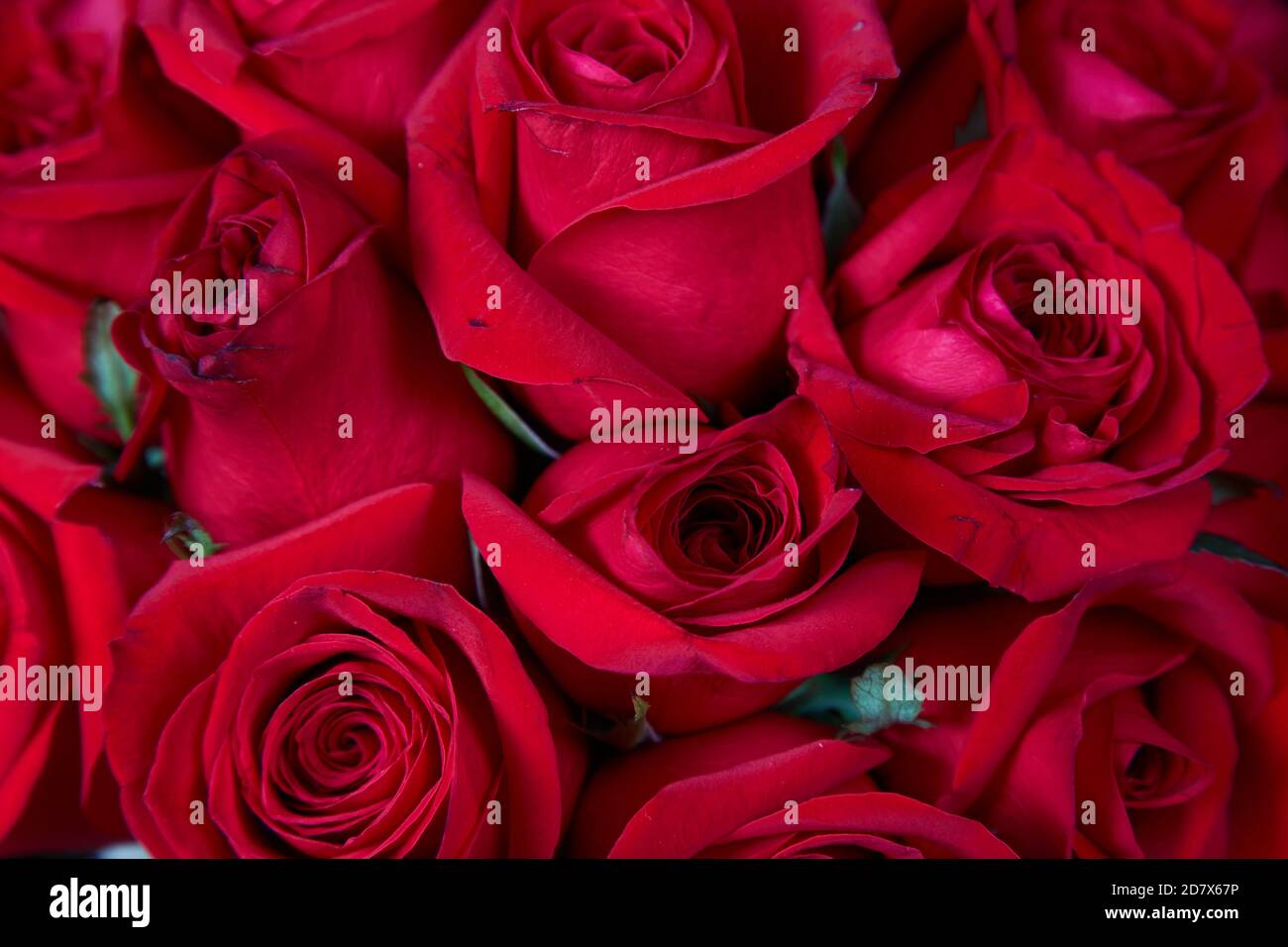rosso rose motivo full frame Foto Stock