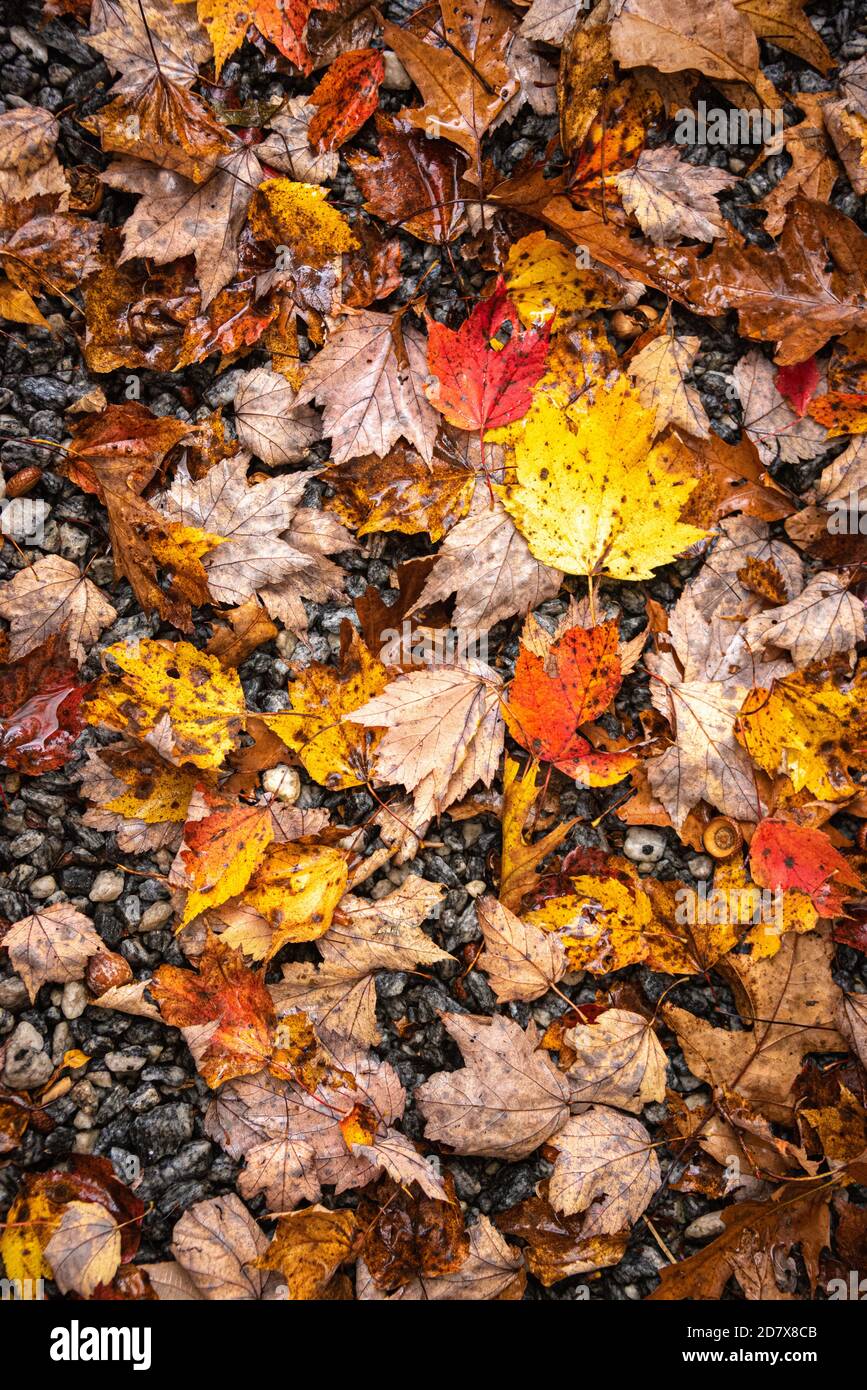 Foglie d'autunno bagnate e cadute sulla ghiaia. Foto Stock
