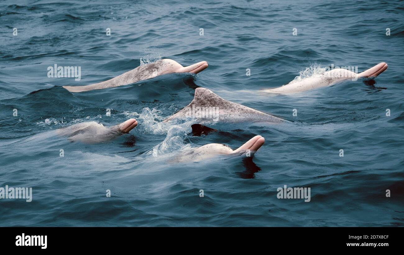 Pechino, Cina. 14 Apr 2020. Foto scattata il 14 aprile 2020 mostra un gruppo di delfini bianchi cinesi che si innalzano fino alla superficie nella baia di Sanniang a Qinzhou, regione autonoma di Guangxi Zhuang, nella Cina meridionale. Credit: Zhao Yi/Xinhua/Alamy Live News Foto Stock