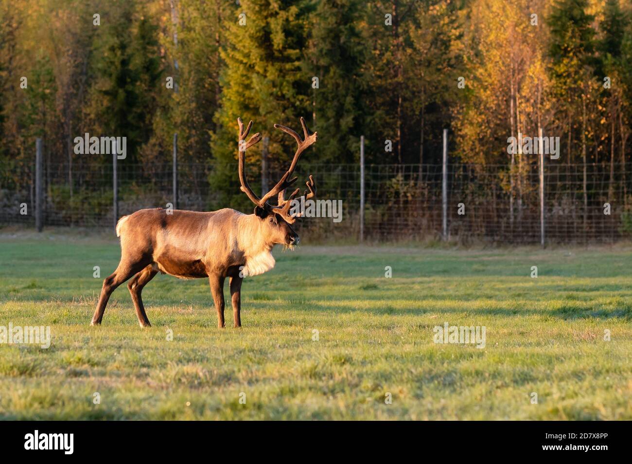 Pascolo delle renne sul campo verde di Lapponia, Finlandia settentrionale Foto Stock