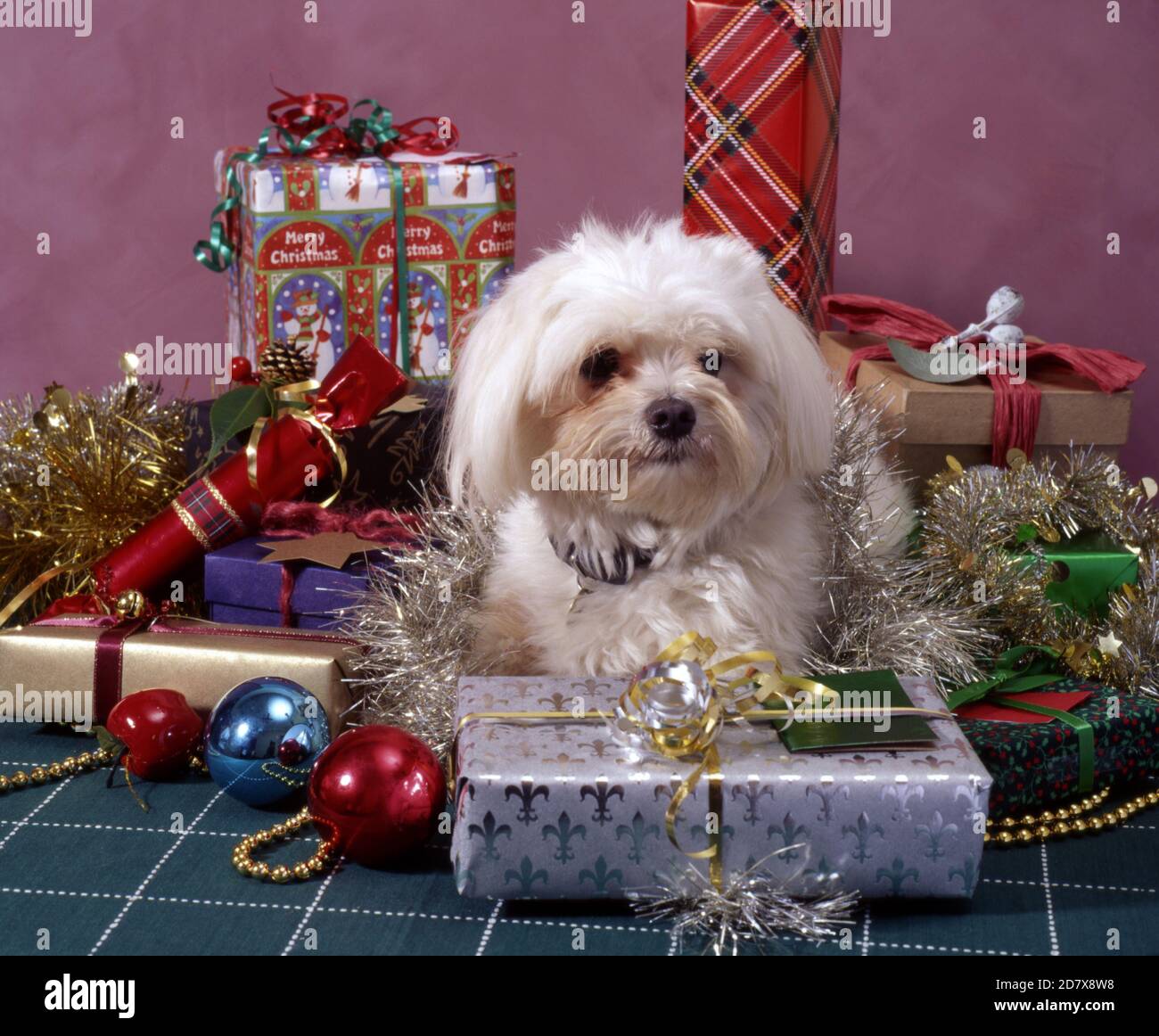 CANE TERRIER MALTAISE SEDUTO TRA REGALI DI NATALE IMPACCHETATI & DECORAZIONI. Foto Stock