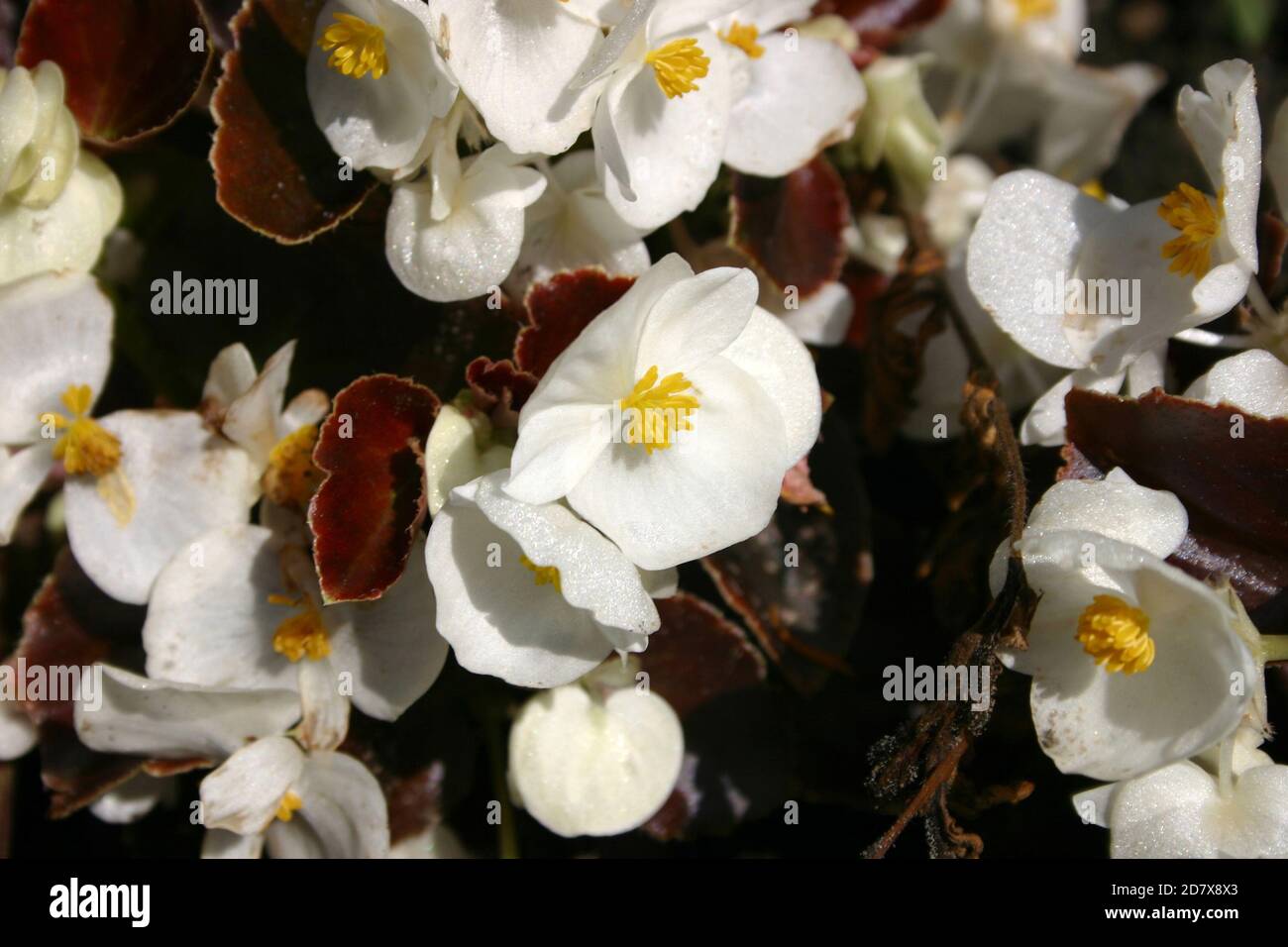 PRIMO PIANO DI BIANCHERIA DA LETTO BIANCA FIORI BEGONIA Foto Stock