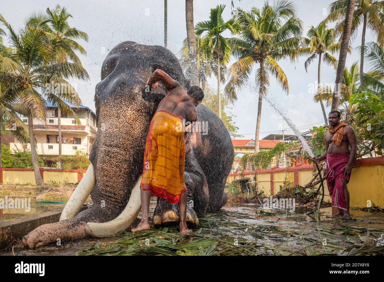 Uomini indiani non identificati che lavano elefante tempio, Cochin, Kerala, India Foto Stock