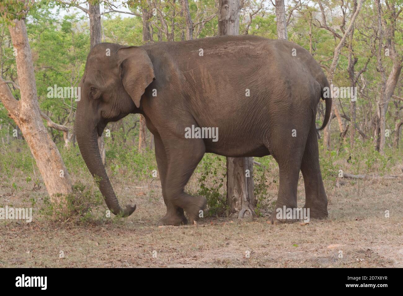 L'elefante indiano (Elephas maximus indicus) Foto Stock