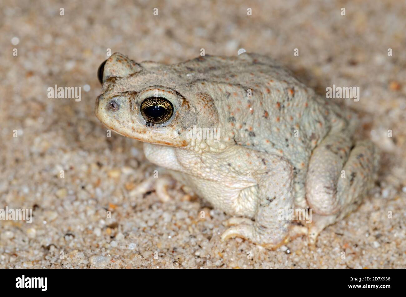 Toad (Anaxyrus punctatus) macchiato di rosso sulla sabbia del deserto Foto Stock