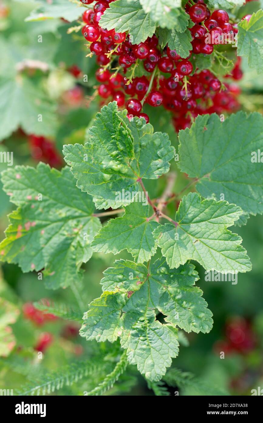 primo piano foglie di ribes affette da afidi di ribes bush malattia con rigonfiamenti. Foto Stock